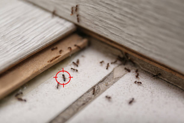 Best Best Pest Control Companies  in Chittenango, NY