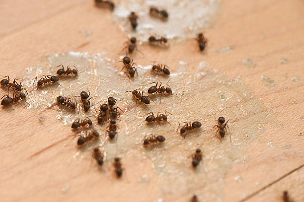 Trusted Chittenango, NY Pest Control Experts